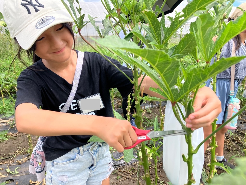 野菜収穫1