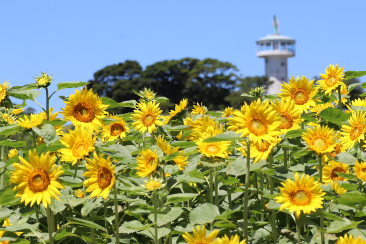 霧島ヶ丘公園