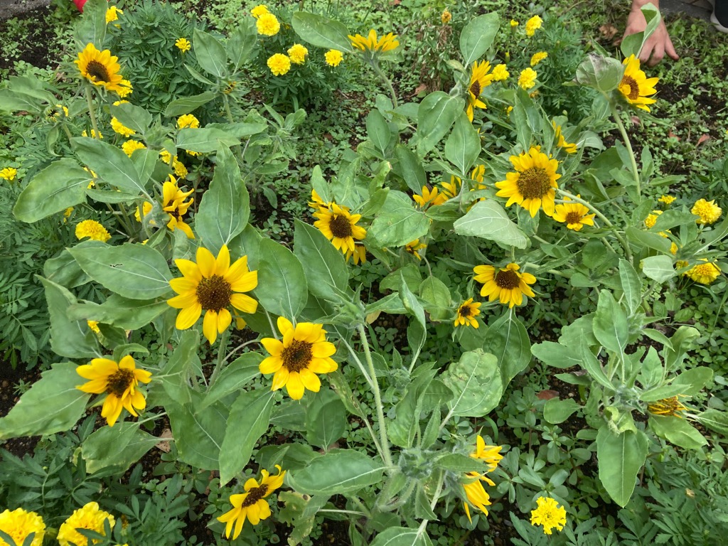 鹿屋小ひまわり