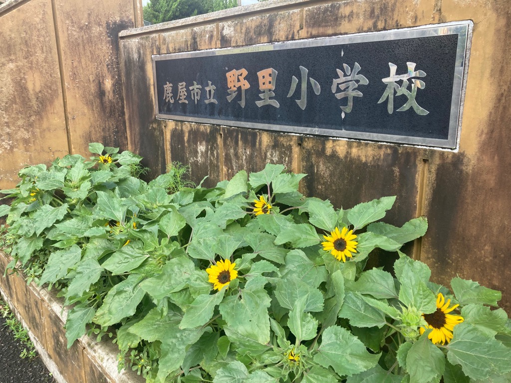 野里小ひまわり