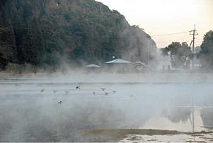 中山池の水面上から発生した蒸気霧の中、優雅に群れるカモ　-串良町上小原／1月25日-