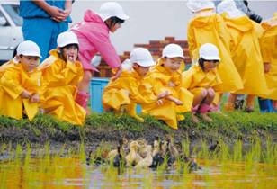 幼稚園児が、アイガモのヒナ120羽を放鳥