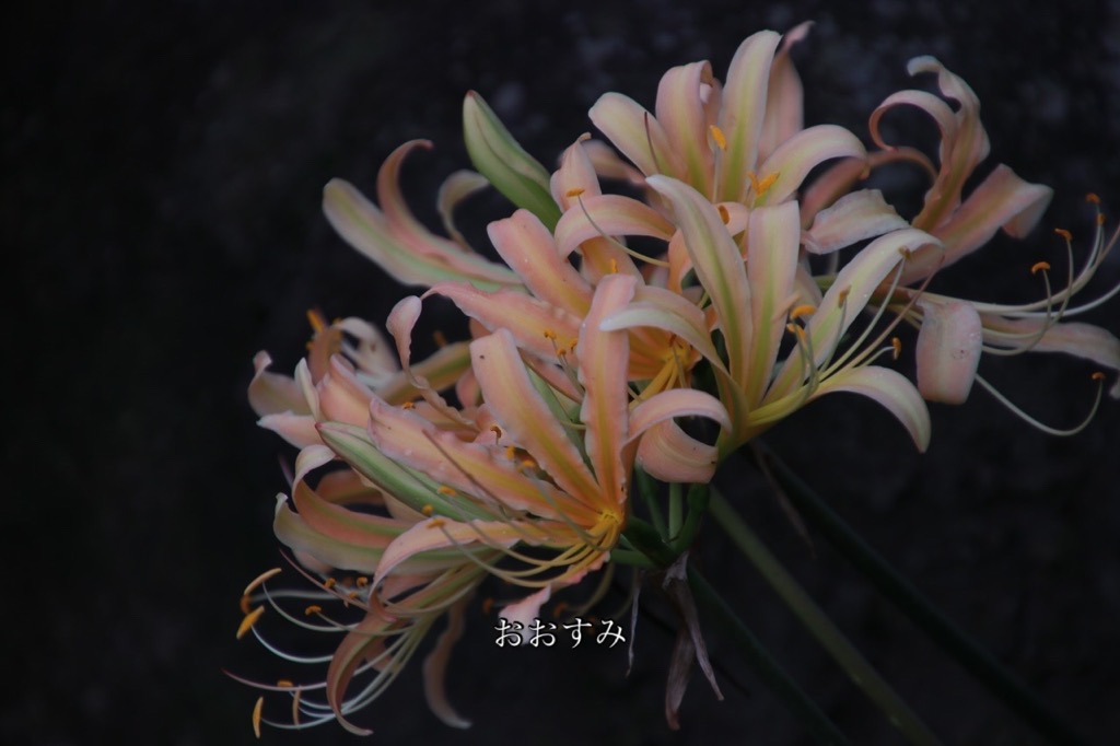 25091802
