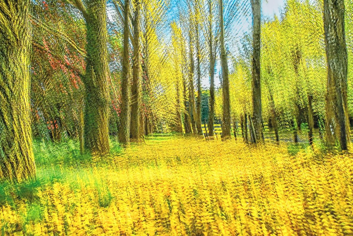 落ち葉の散歩道