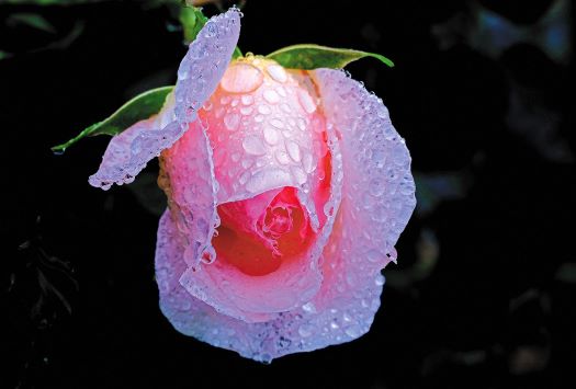 フォトコンテスト