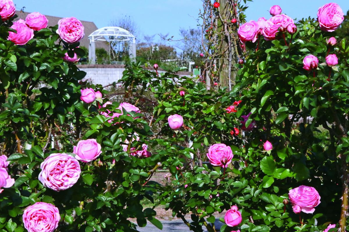 秋の霧島ヶ丘公園、賑わう1