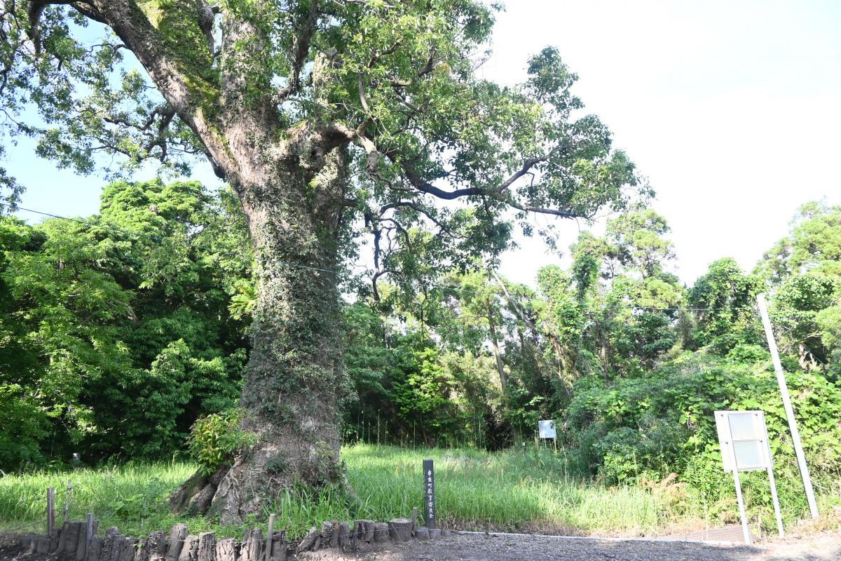 岡崎