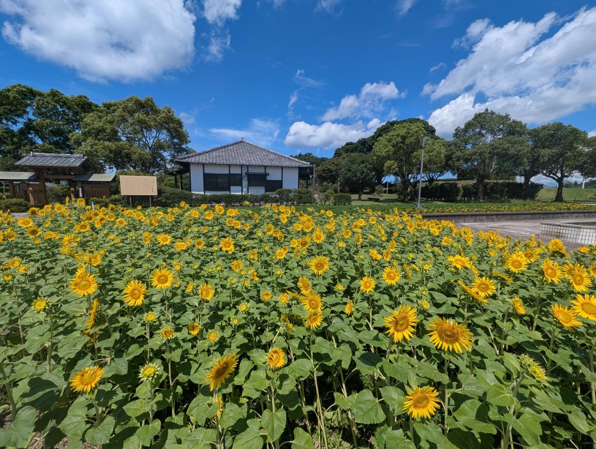 霧島ヶ丘公園ひまわり2