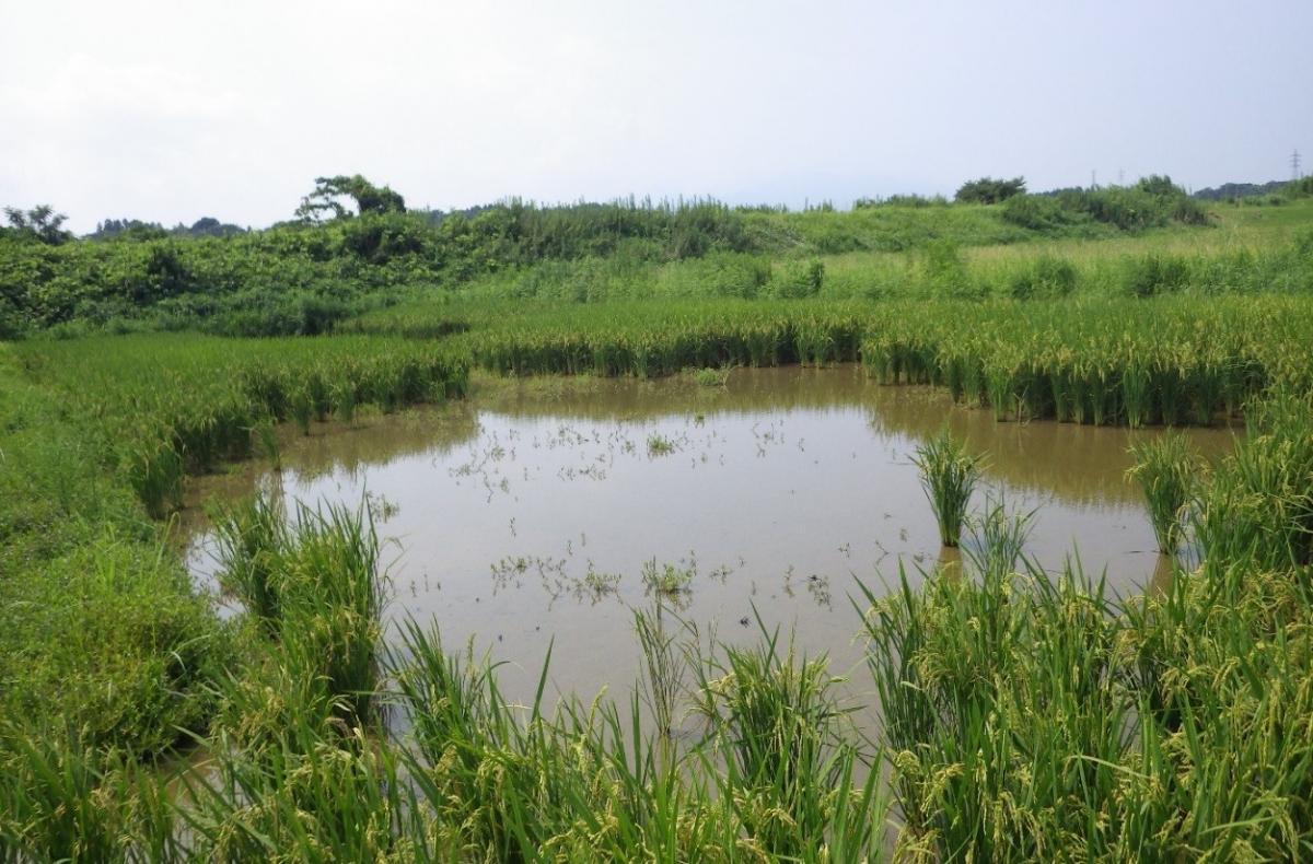 管理不良水田の例