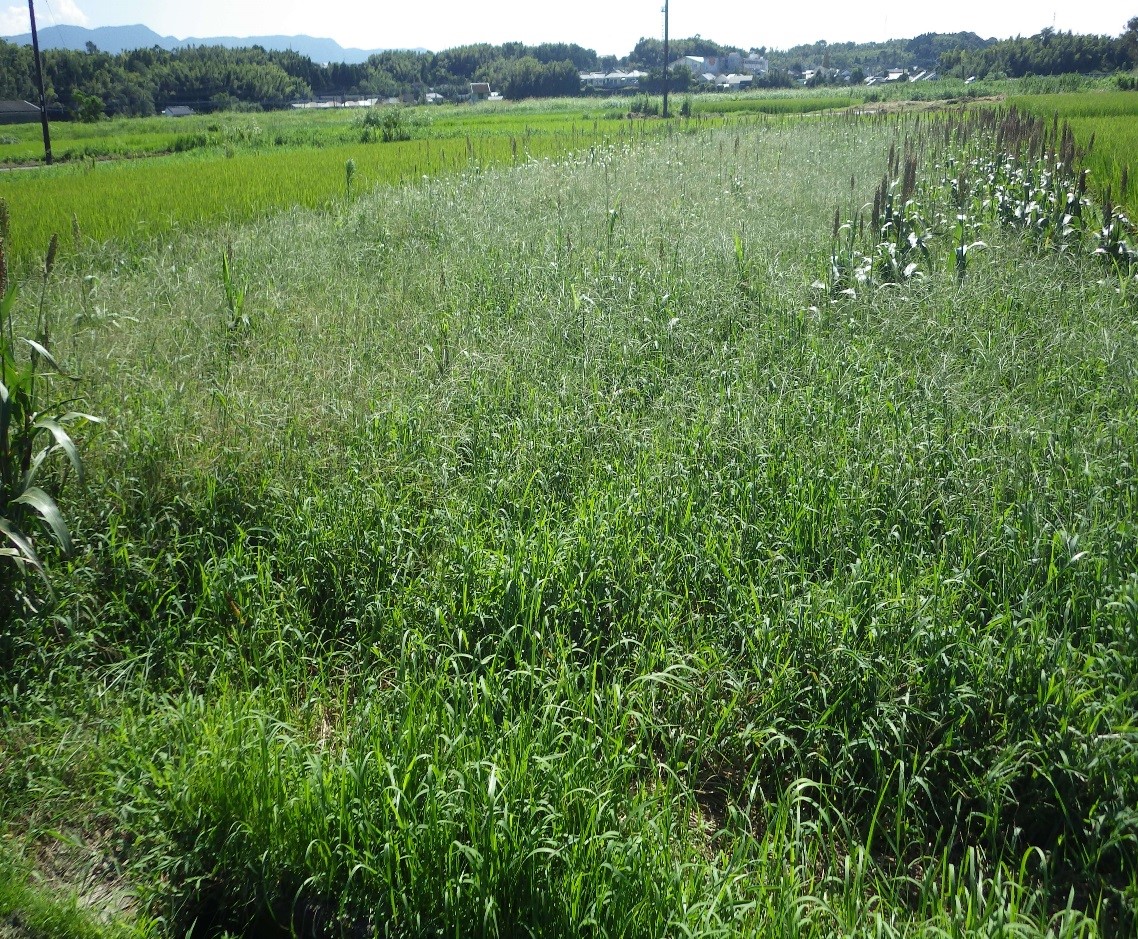 雑草に覆われた飼料作物