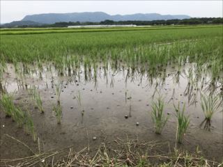 被害を受けた水田