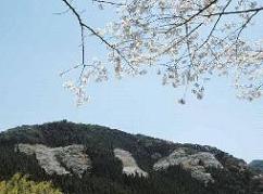 浮かび上がった桜の花文字「カノヤ」