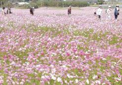 一面に広がるコスモス畑でウォーキング大会（吾平町）