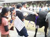 輝北町秋季家畜共進会