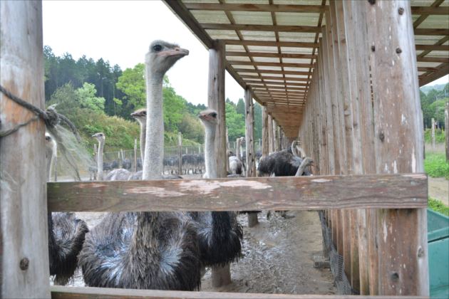 鹿児島県オーストリッチ事業協同組合工場見学会