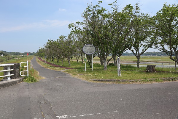 吾平桜並木公園