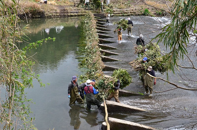 川原園井堰の柴かけ