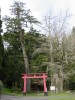 諏訪両神社の古木（イチョウ・モミ・イヌマキ）