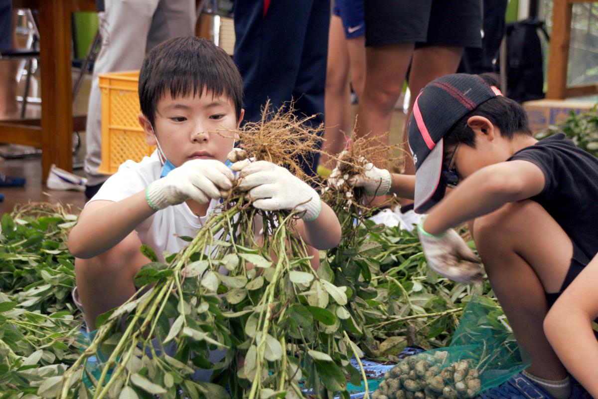 市内小中学生が落花生収穫体験(1)